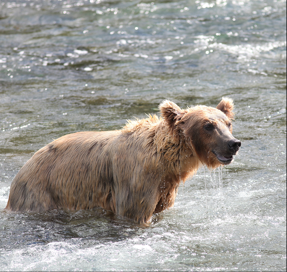 Медвежья болезнь 