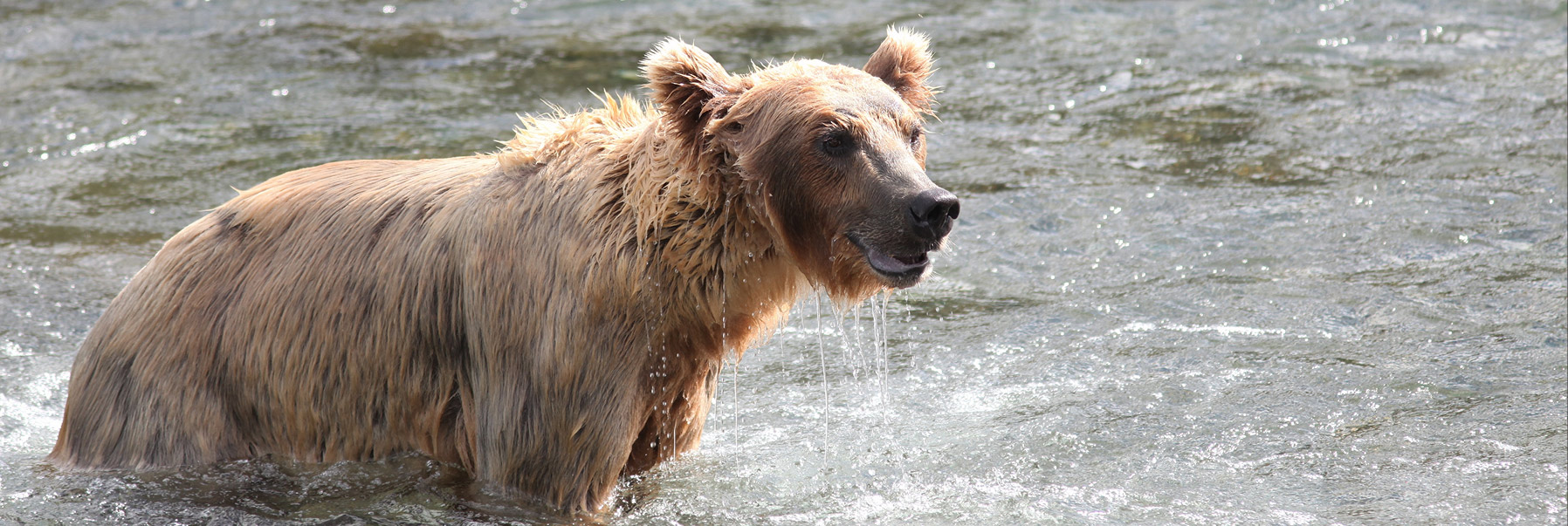  Медвежья болезнь 